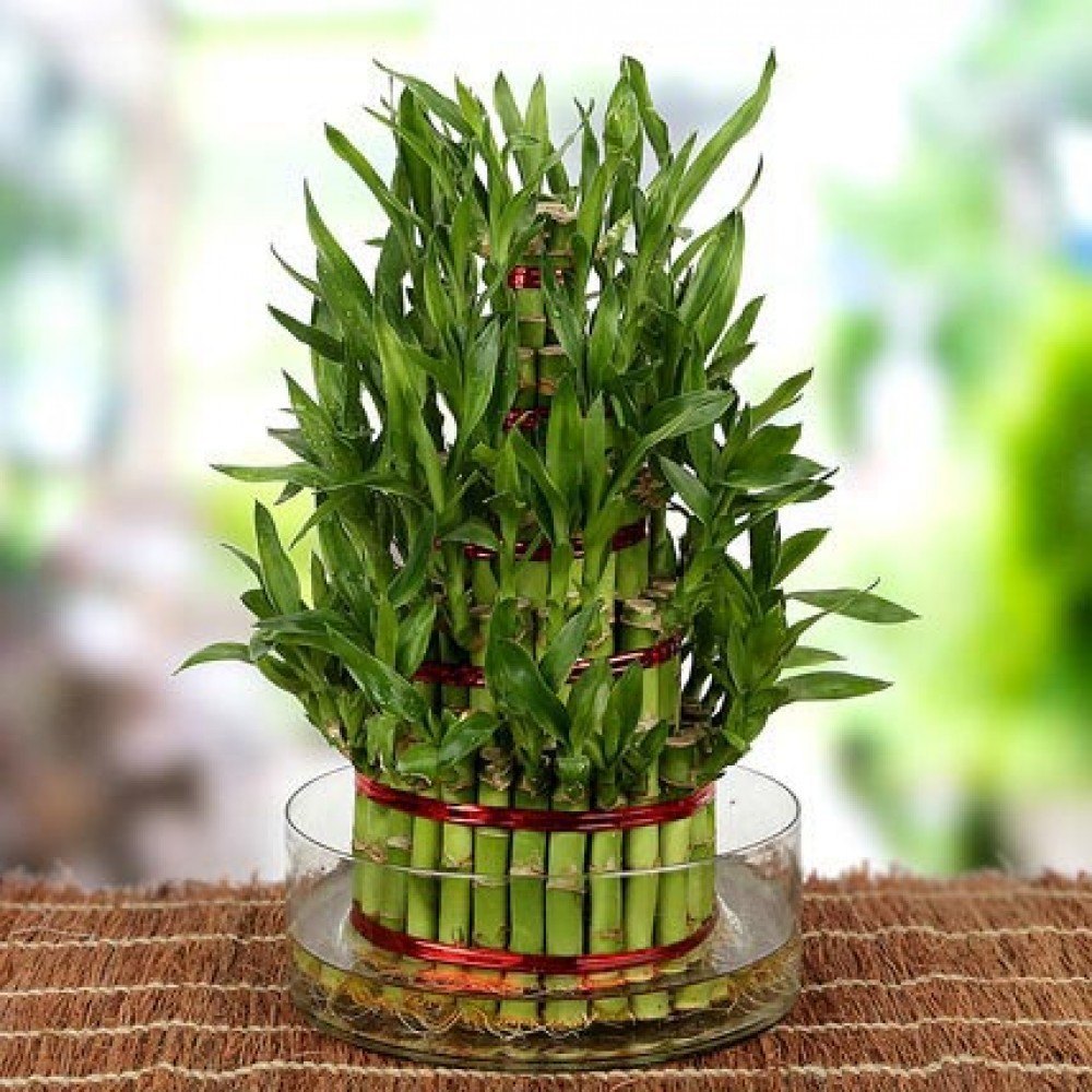 Lucky Bamboo