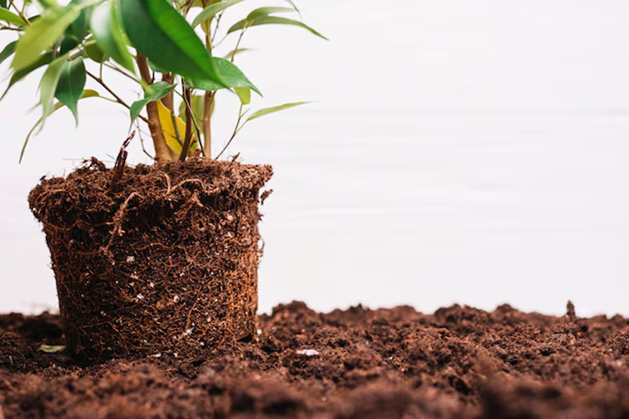 Neem Dry Leaves use in garden