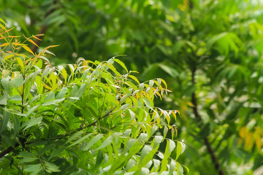 Neem Leaves use in garden