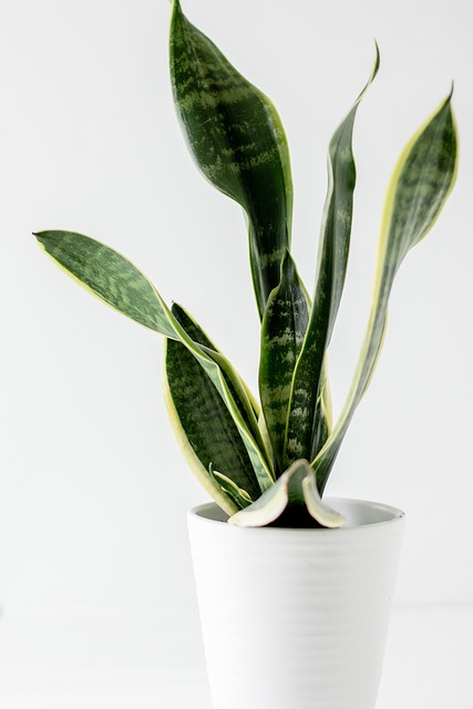 Snake Plant for house