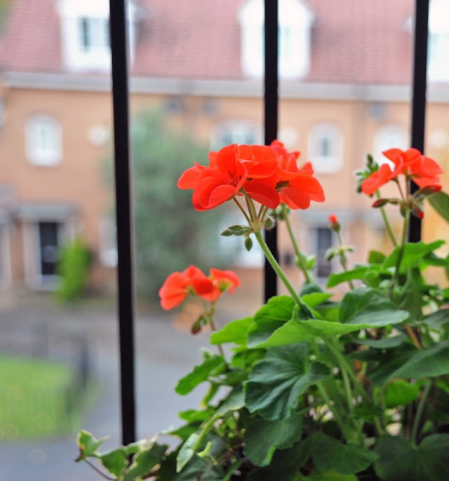 Trailing Geraniums