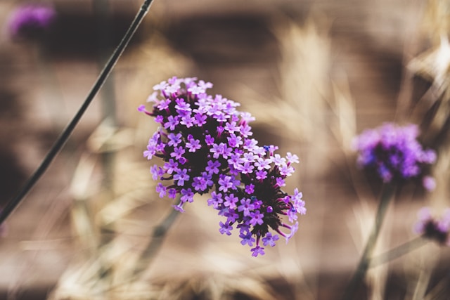 Verbena