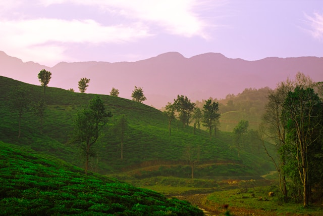 Wayanad