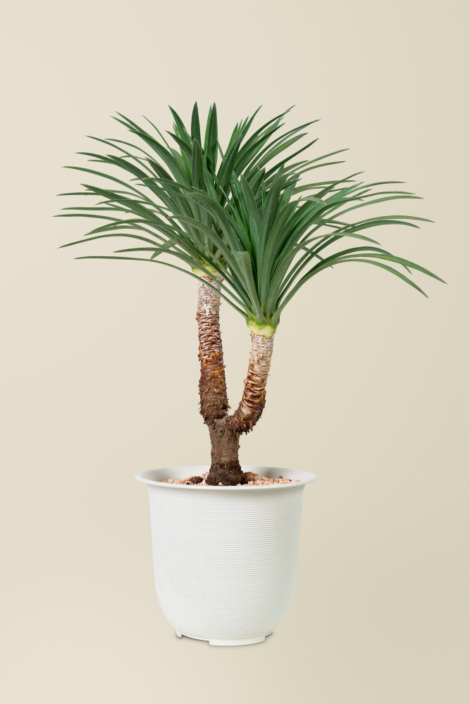 Yucca Palm