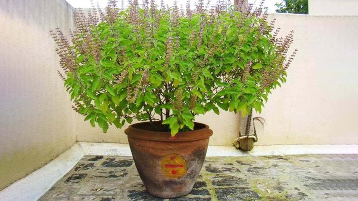 best pots to grow tulsi plant