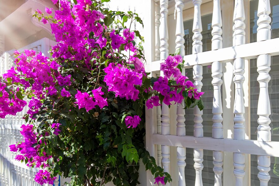 bougainvillea on balcony