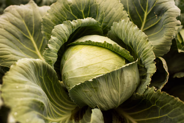 cabbage