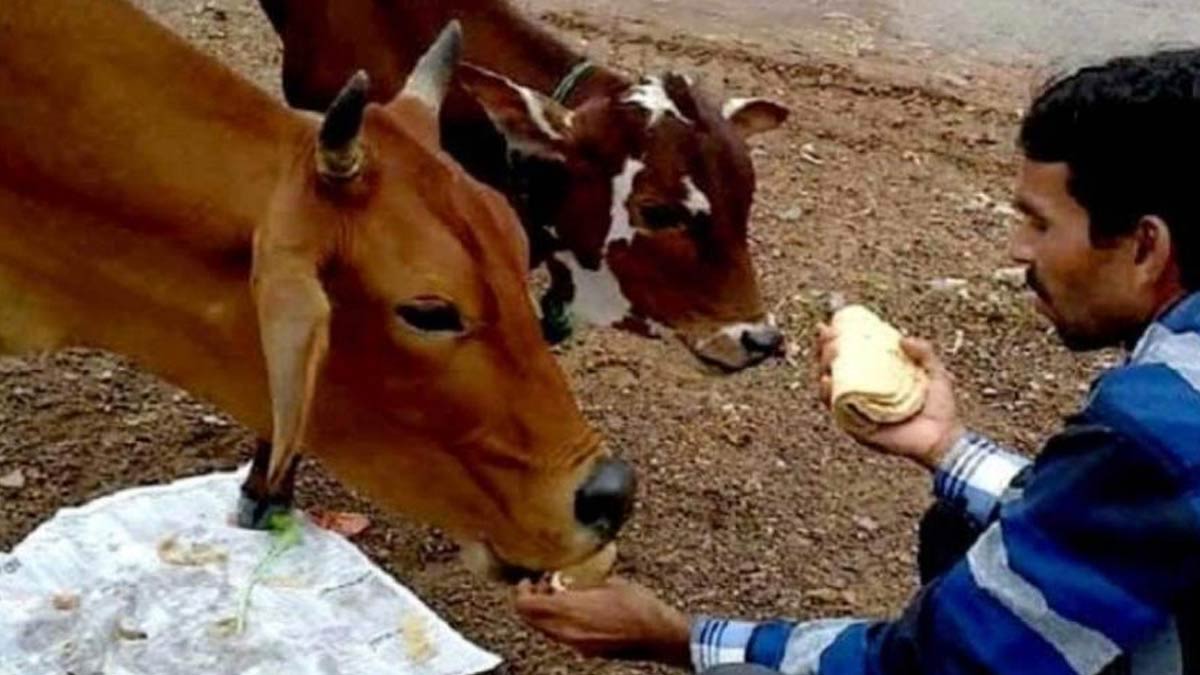 feeding roti to cow for grah dosha
