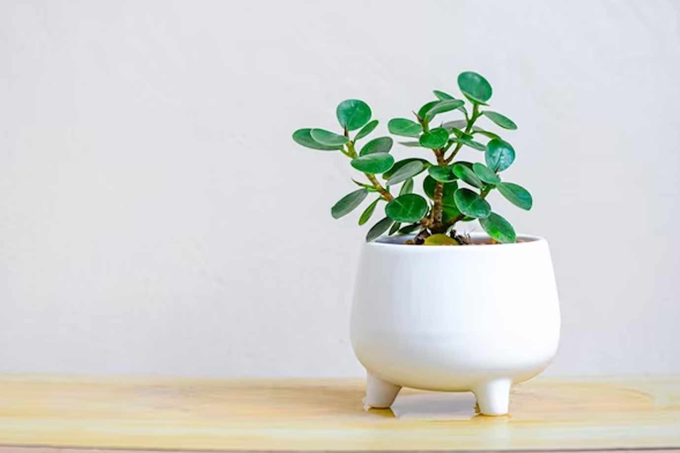 how to care jade plant in summer