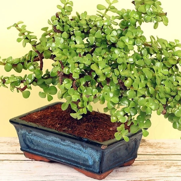 jade plant care tips