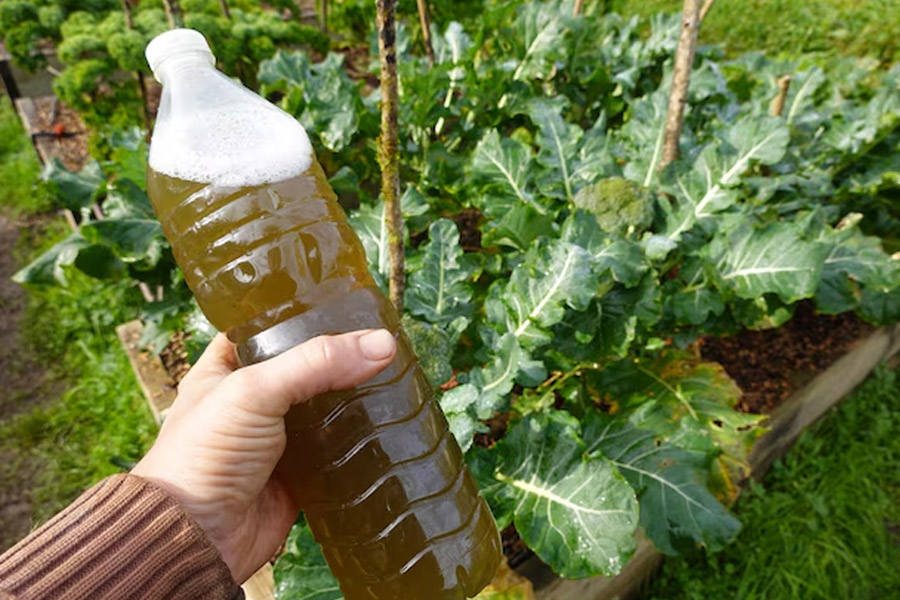 onion peel uses for plant