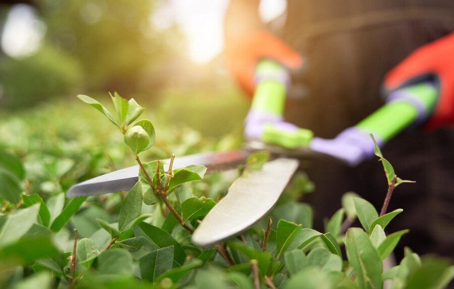 plant care tips summer pruning