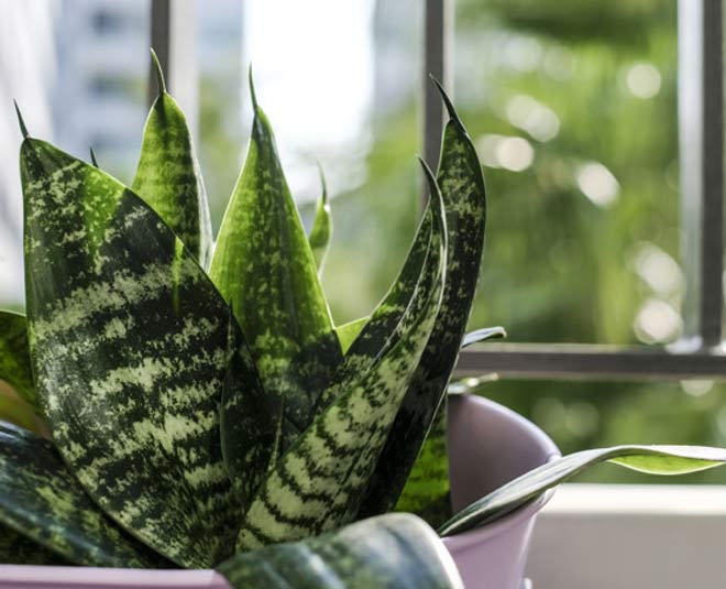 snake plant for house