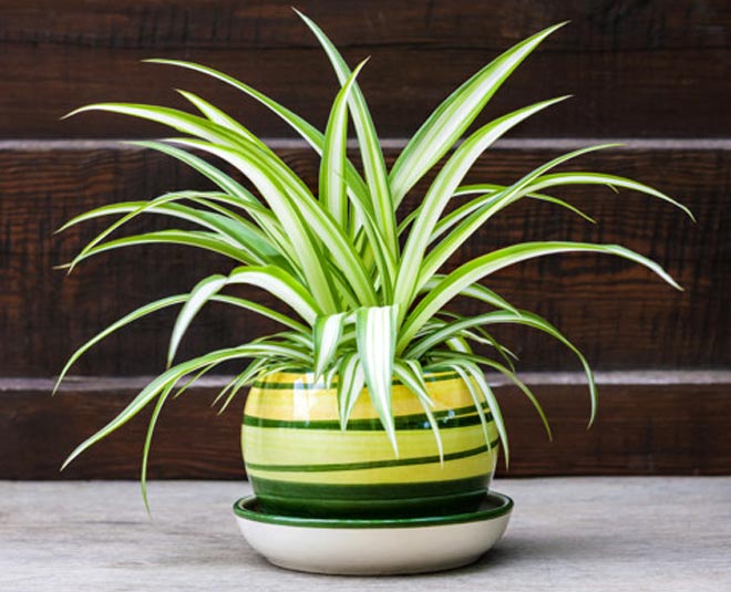 spider plant for house