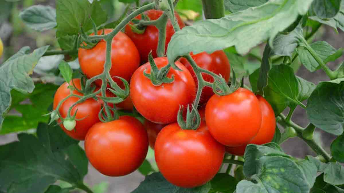 tomatoes growing best time