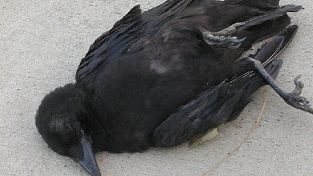 what does it mean if we see dead crow on road hindi mein