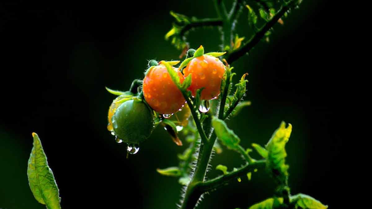 what is the right time for growing tomatoes