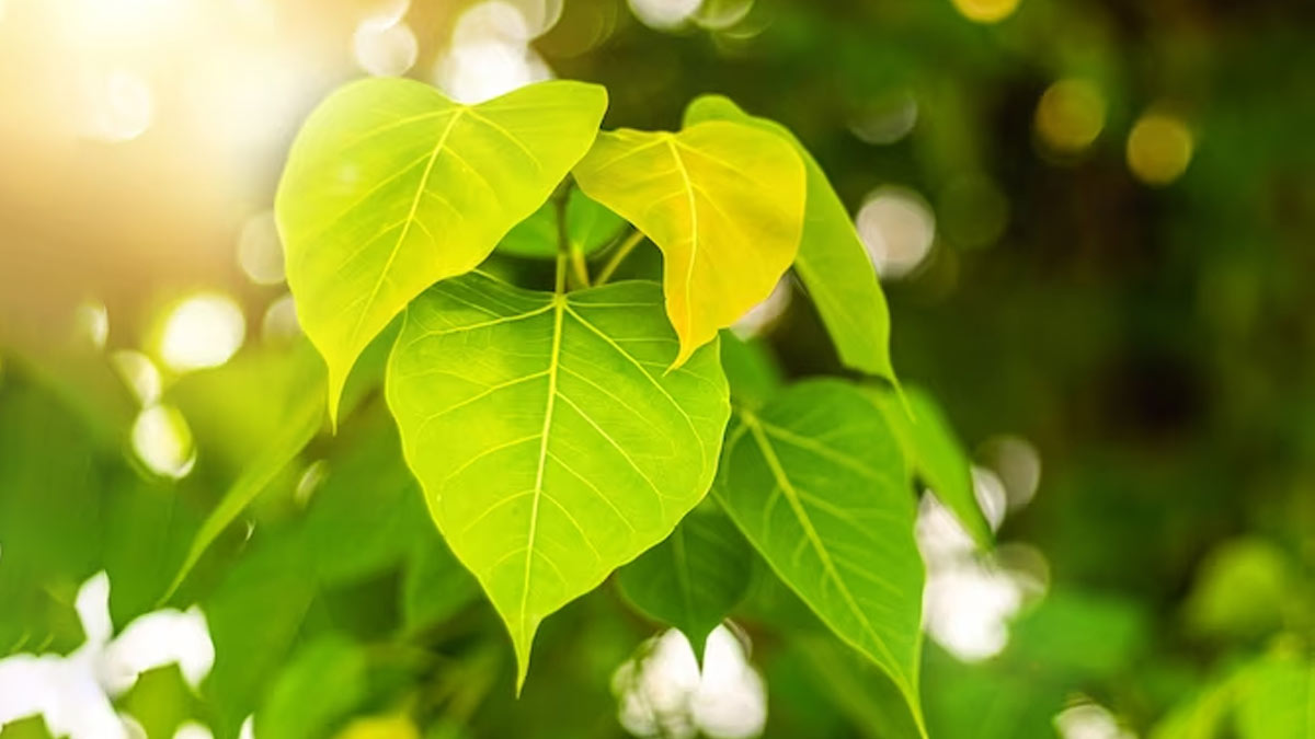 what is the significance of lighting flour lamp near peepal tree