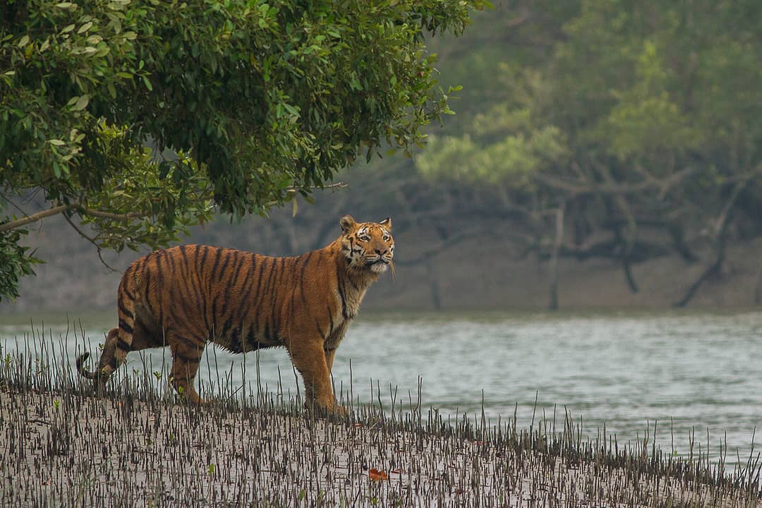 world heritage day list Sundarbans National Park