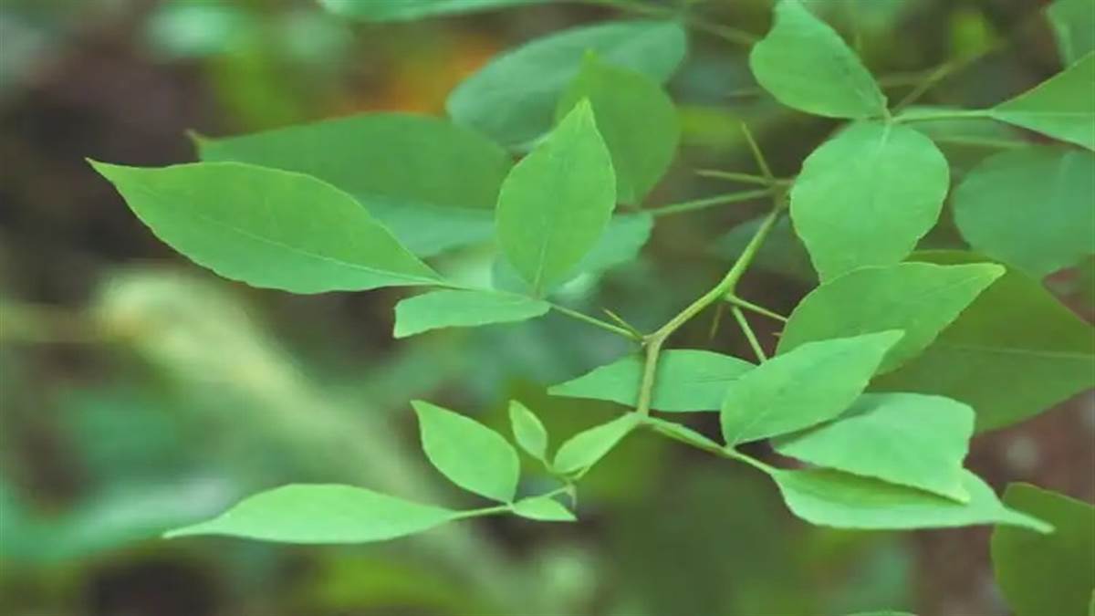 belpatraastrobenefits