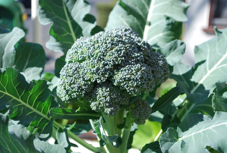 Broccoli plants