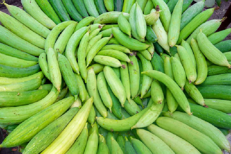 Tips for buying sponge gourd,