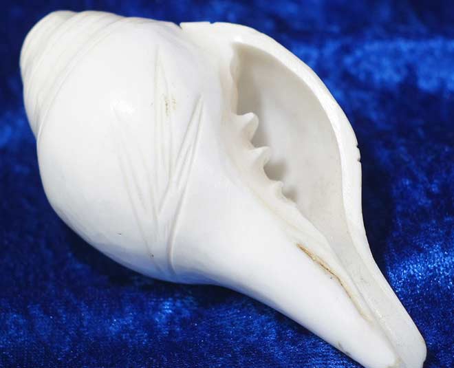 how to clean shankh conch shell