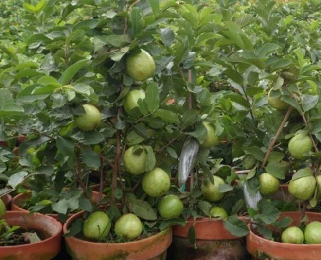 how to grow guava in pot at home easy tips