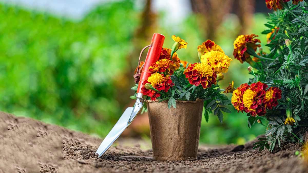 marigold plant gardening