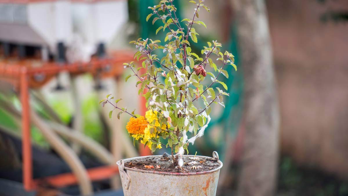 offering water on tulsi