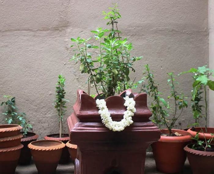 tulsi plant puja