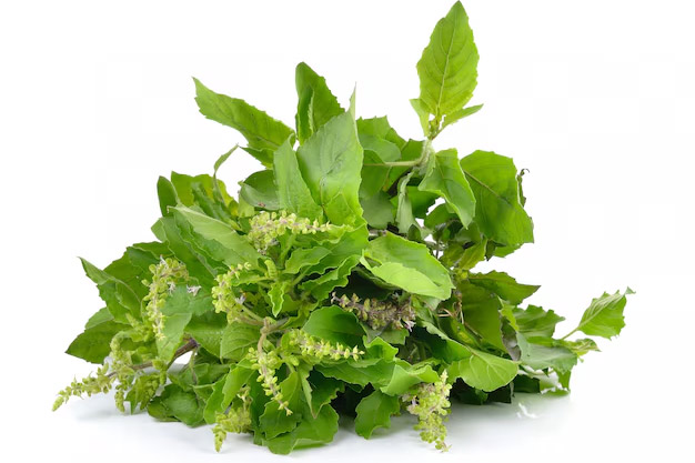 tulsi tea good for health