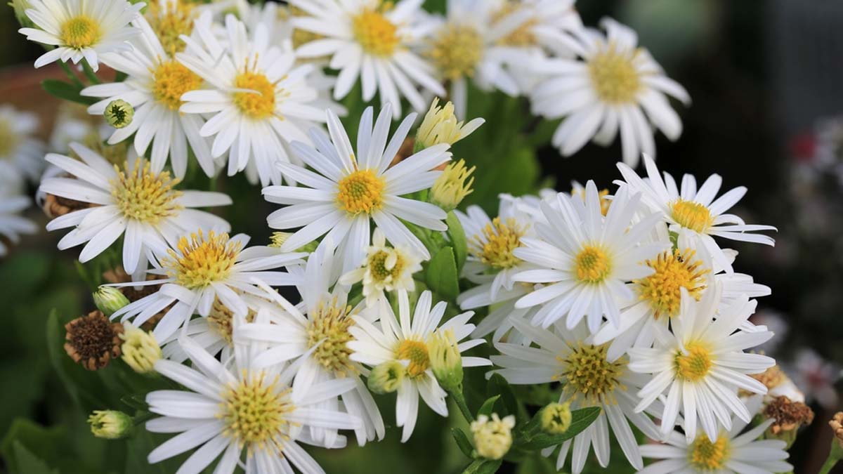 Winter plants with white flowers