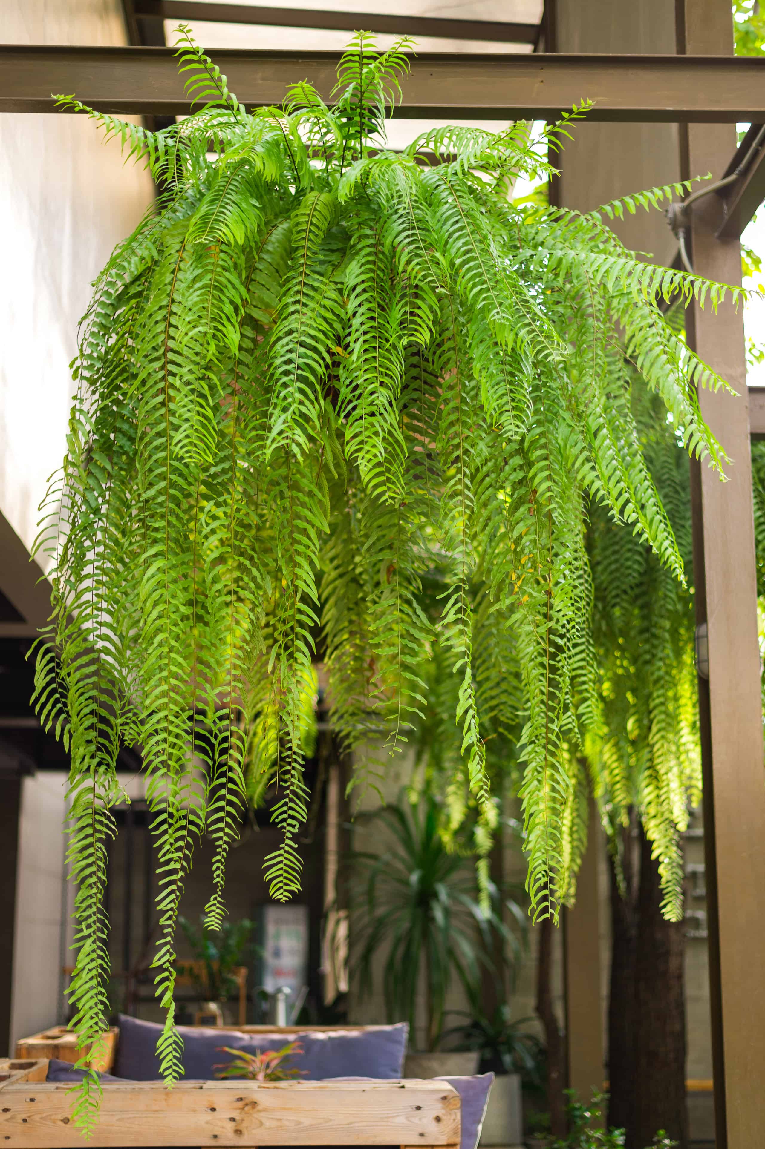 Boston Fern