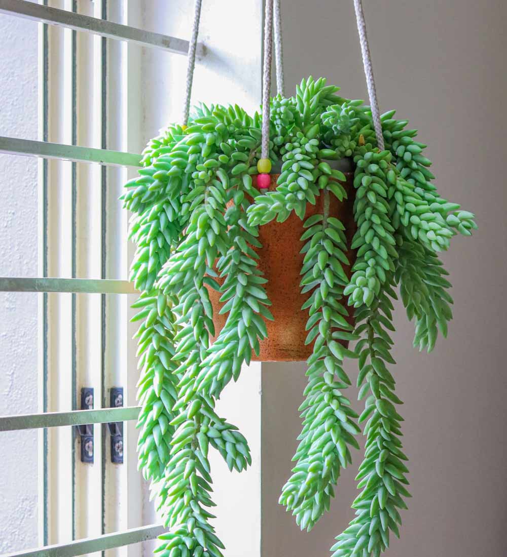 Burro's Tail