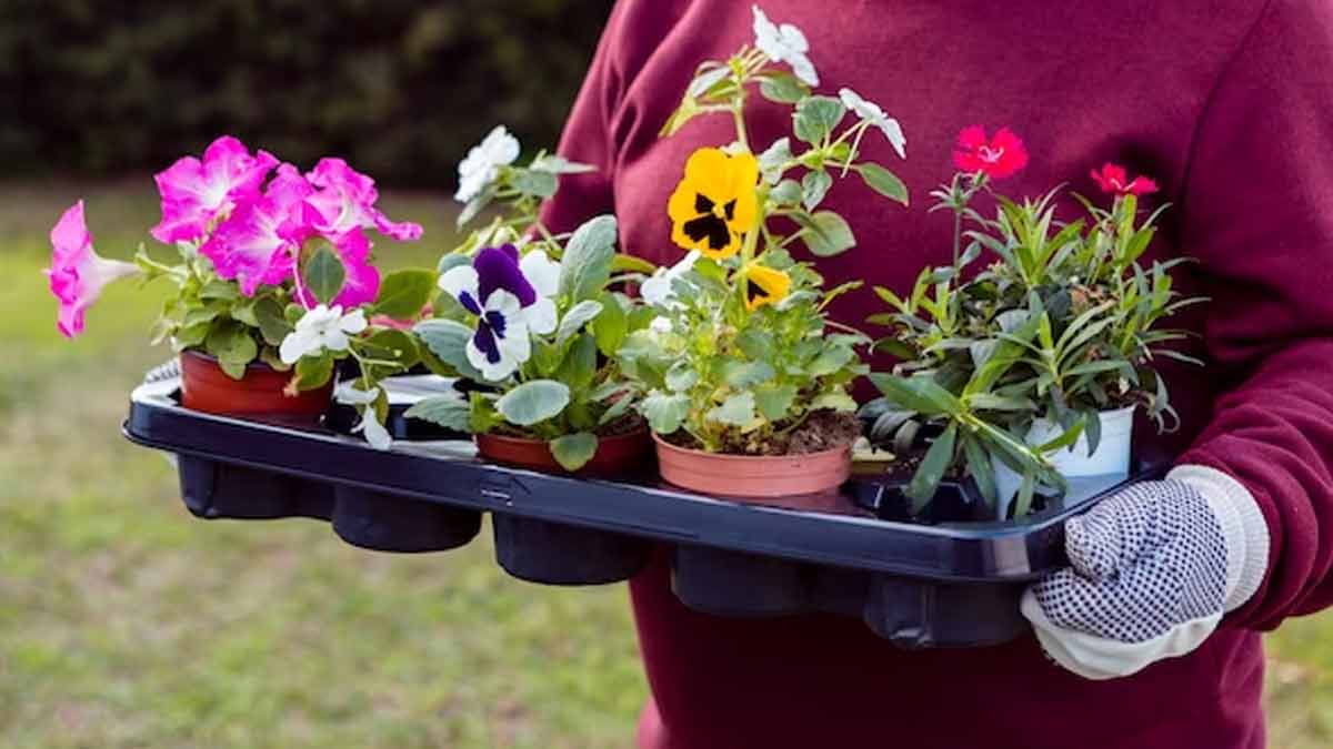 Container Gardening