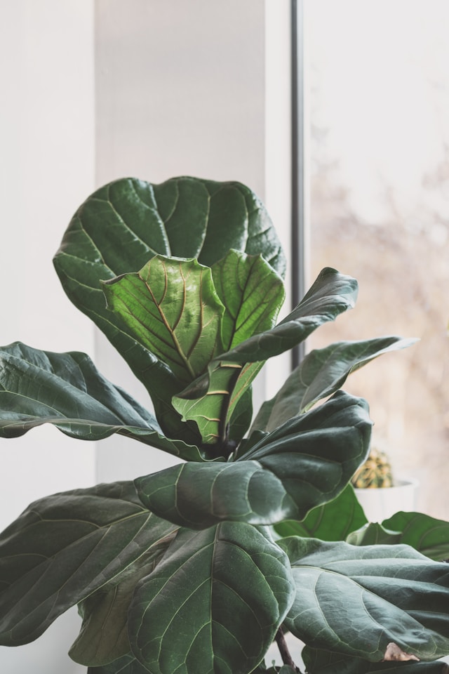 Fiddle Leaf Fig