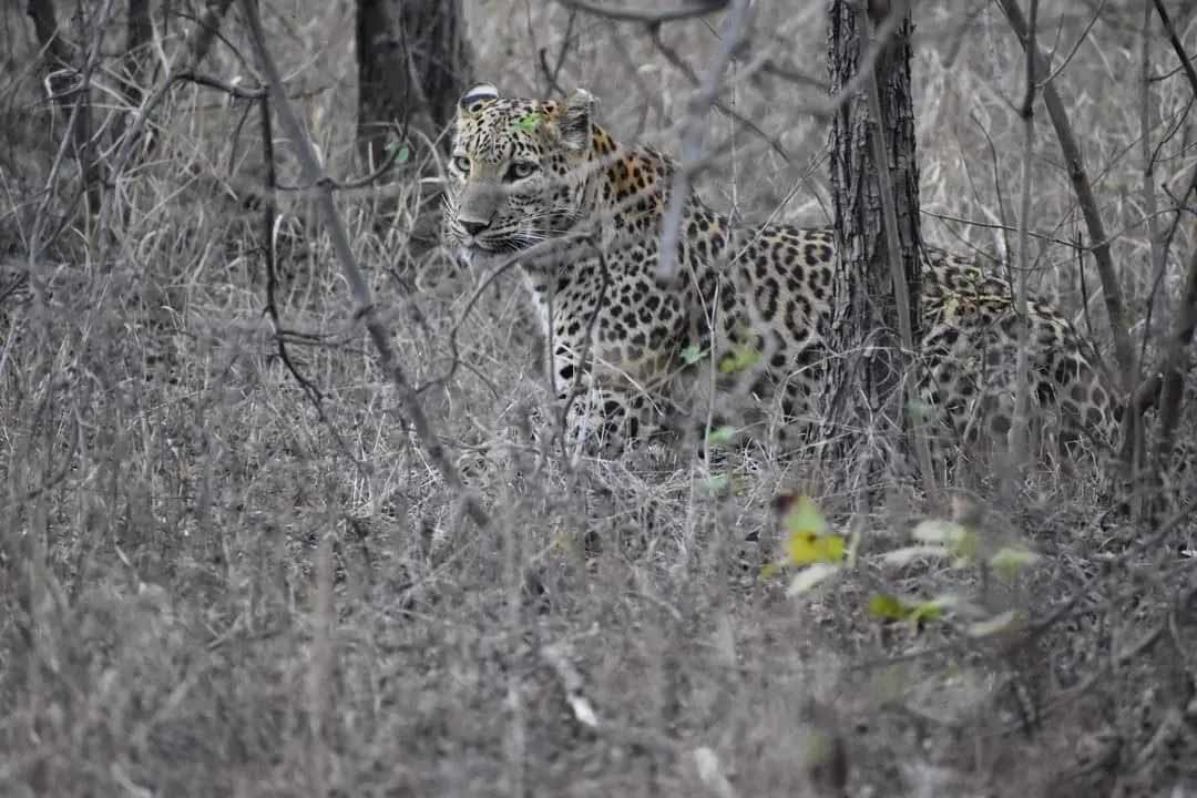 Madhav national park
