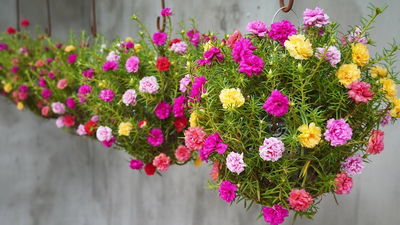 Moss Rose