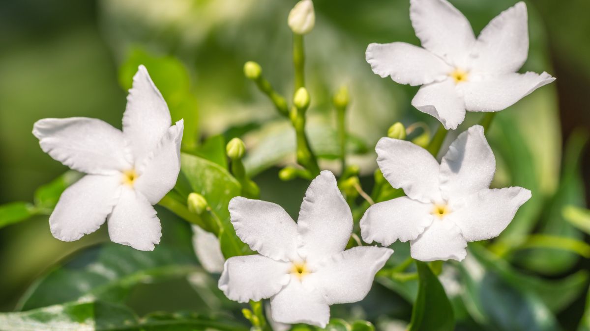 Offer Garland Of Jasmine Flowers To Lord Shiva