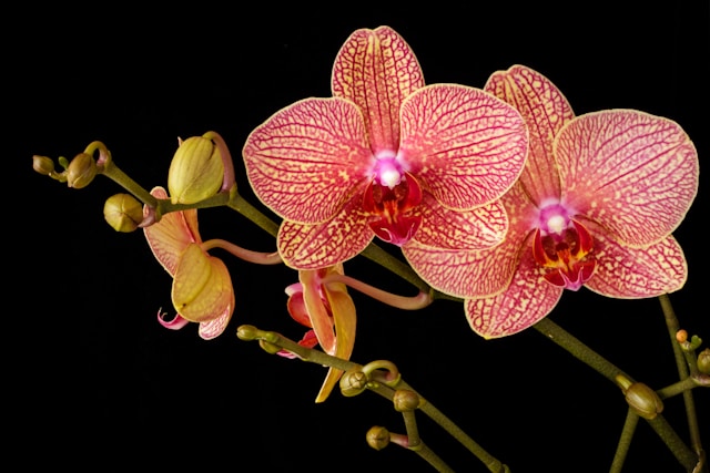Orchids plants