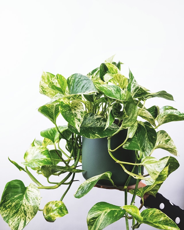 Pothos plants