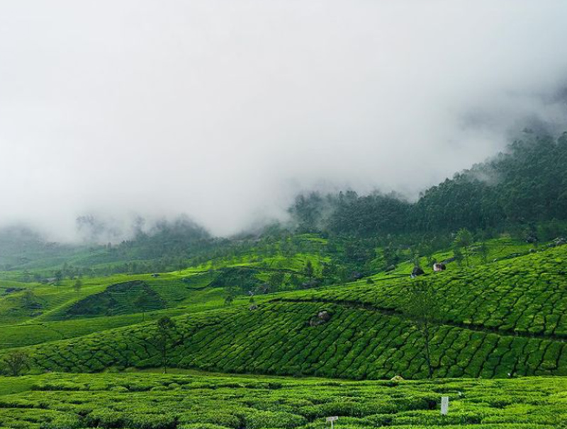 Why is Munnar so famous