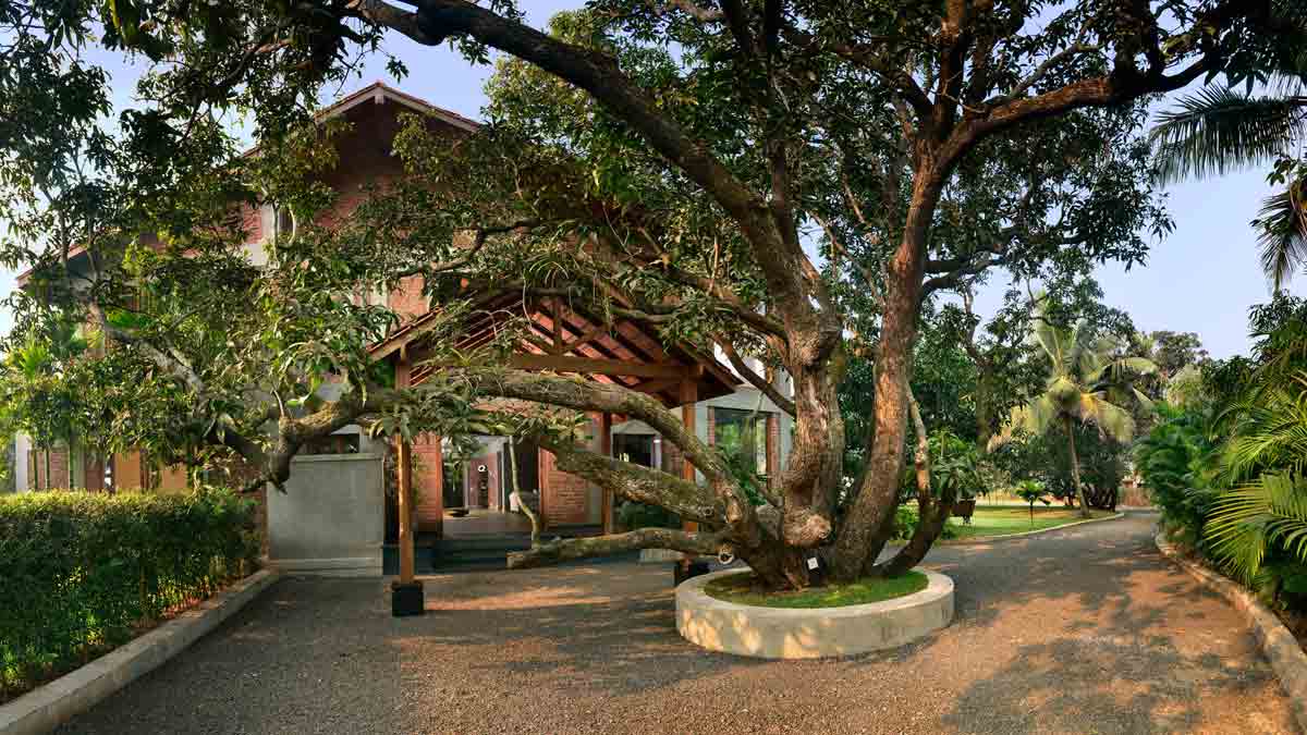 aam ke ped mein jal dene ke kya labh hain