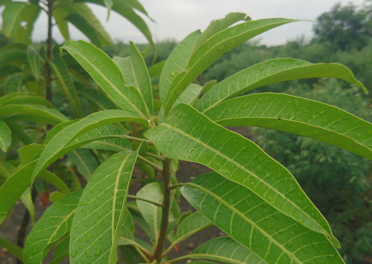 aam ke ped mein jal dene se kya hoga