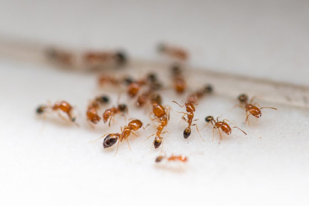 ant and problems at home