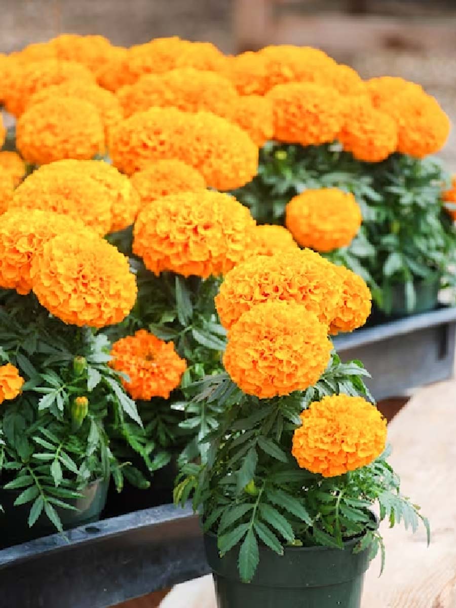 best flowering variety of marigold