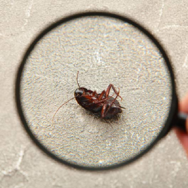 cockroach and problems at home