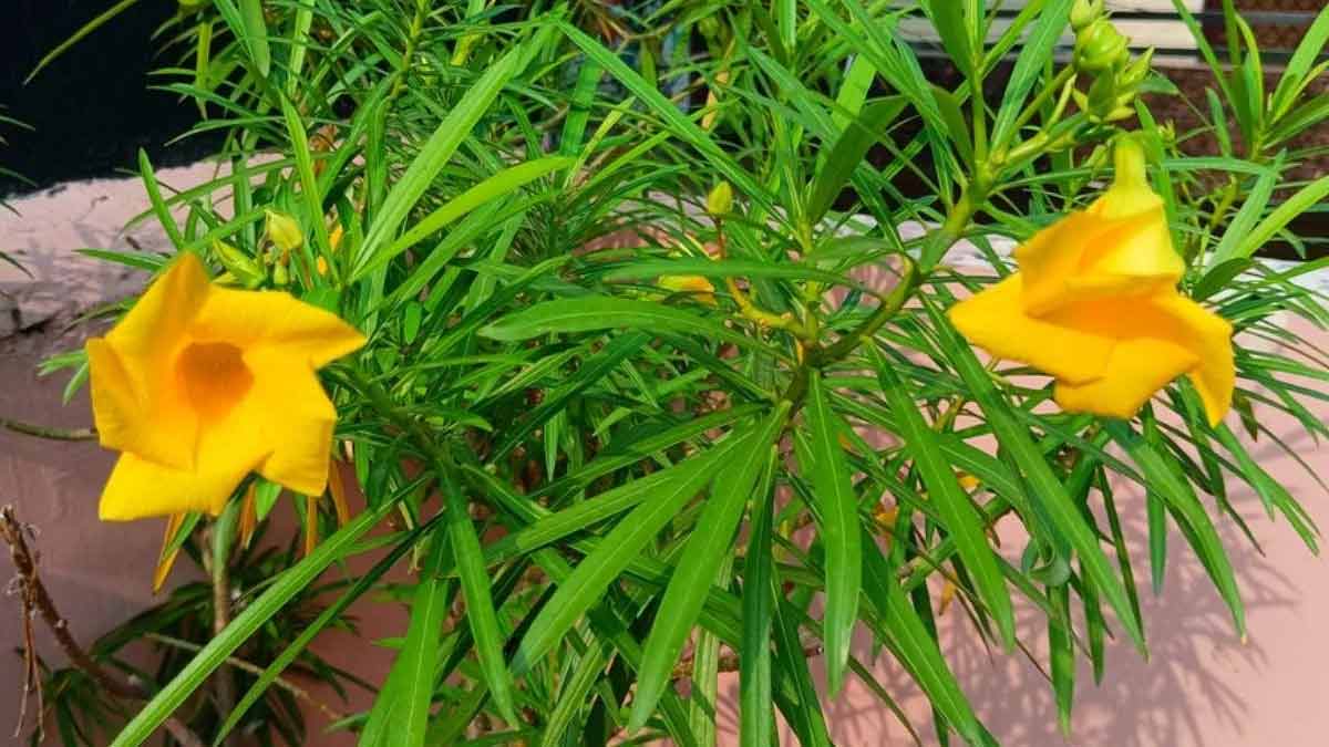 health benefits of kaner flower