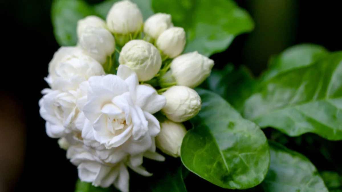 how to care for jasmine plants in pots